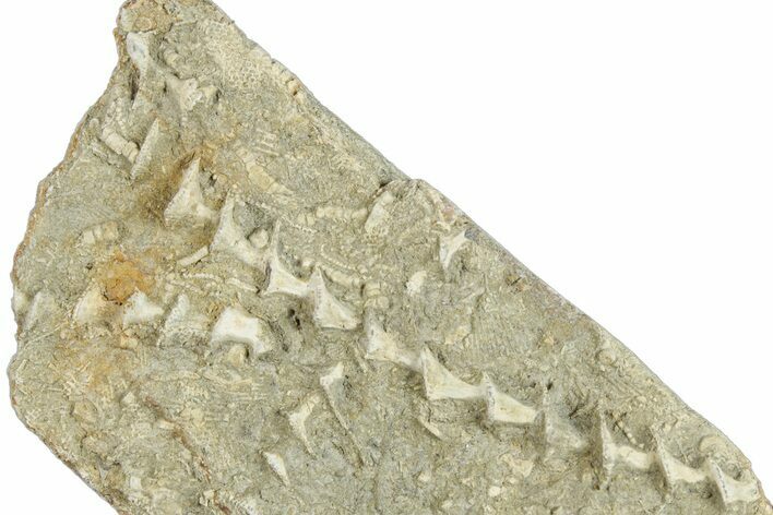 Archimedes Screw Bryozoan Fossil - Illinois #282695